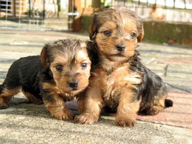 My puppies