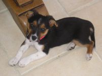 Poppy dog
