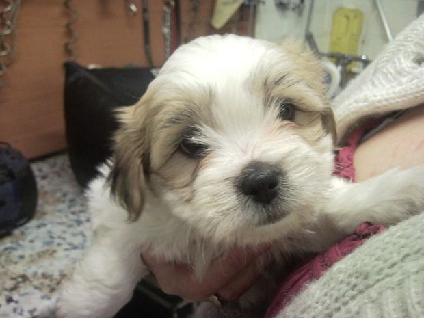 My new doggy, needs a name!