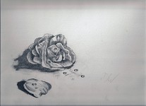Dem Rose