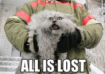 sum randum cat pics