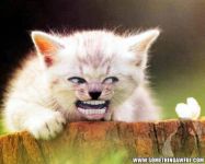 sum randum cat pics