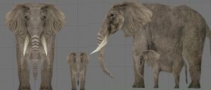 Elephant
