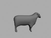 Sheep