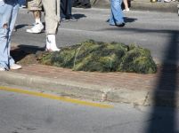 FEAR THE BUSH!