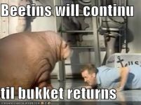 Walrus Beetins