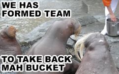 Walrus team