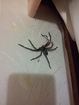 Spider...