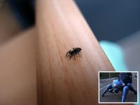 Salticidae