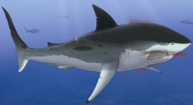 Carcharodon megalodon by Santino Mazzei