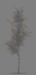 trees