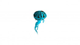 jelly fish