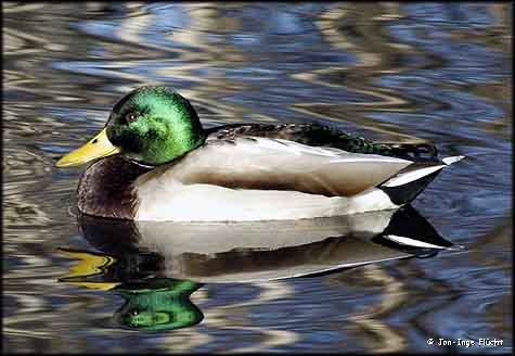 Duck