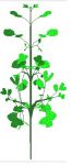 Tree Model Untextured