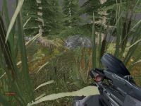 Inside the forest