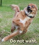 More very funny pictures for your viewing pleasure