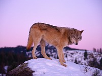 Wolfs
