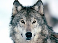 Wolfs