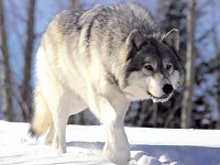 Wolfs