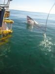 I stroked this fish - it made me grin