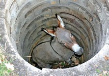 ass in a hole