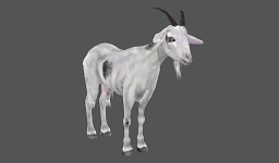 A Goat