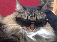 My siberian cat
