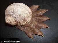 Badass Snail