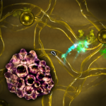 Syndemic Screens