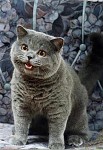 Happy Cat