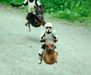pursuit