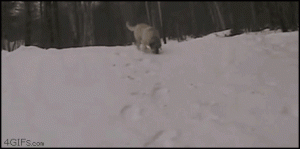Dogs