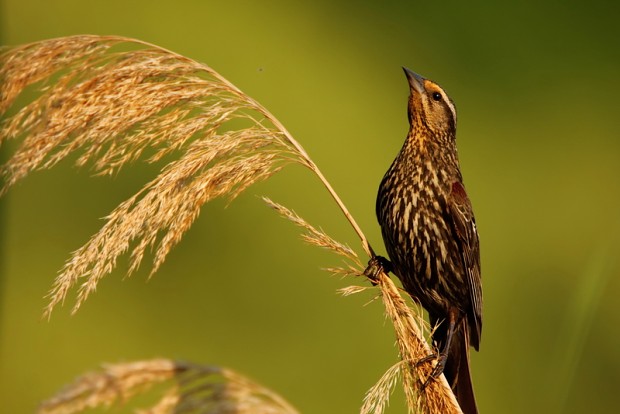 Red-winged Blackbird