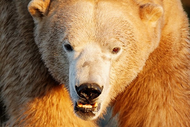 Polar Bear