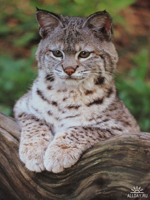   E :    / The Secret Life Of European Mammals: European Wildcat (2003) 