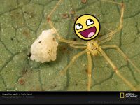 Happy Face Spider