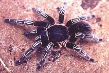 Zebra Tarantula - my nevest pet!