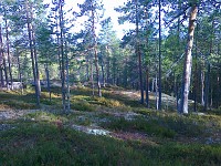 Savivuori2