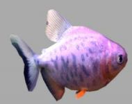 Piranha
