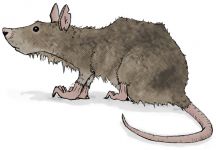 Giant Rat
