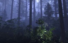 Petrograd Forest