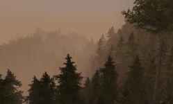 Fir Trees