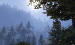 Fir Trees