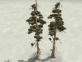 Snowy Trees