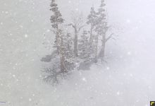 More Snow Trees