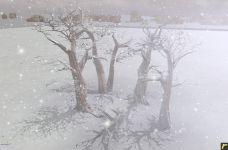 More trees