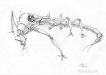 The Fastwalker