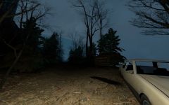 More forest shots