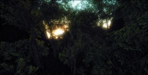 Forest Sun