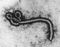 Strain-7